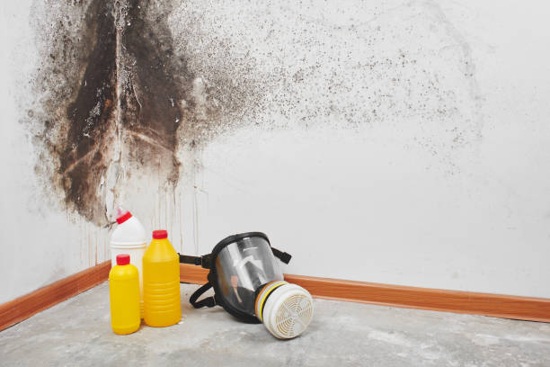 Mold Removal and Inspection in Ahuimanu, HI