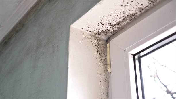 Best Professional Mold Removal  in Ahuimanu, HI