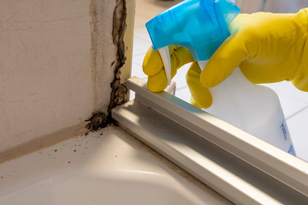 Best Best Mold Removal Companies  in Ahuimanu, HI