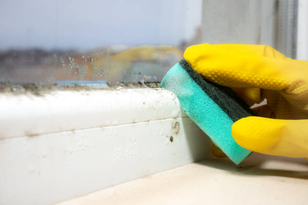 Office Mold Removal Services in Ahuimanu, HI