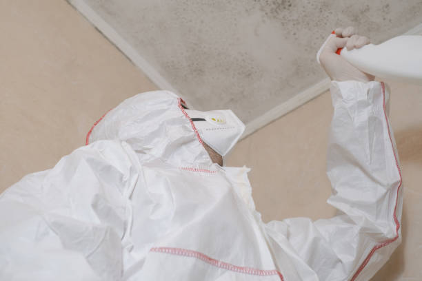 Best Same-Day Mold Removal  in Ahuimanu, HI