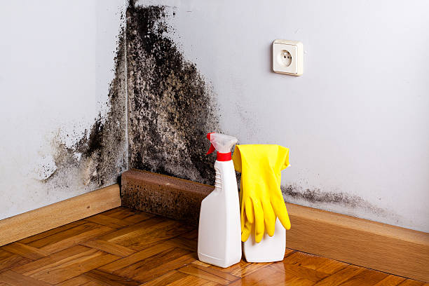 Best Mold Remediation  in Ahuimanu, HI