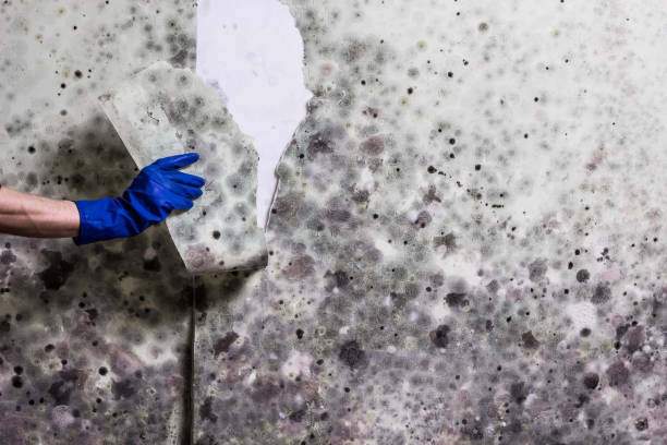 Best Local Mold Removal Service  in Ahuimanu, HI