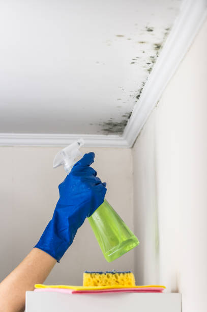 Best Mold Testing  in Ahuimanu, HI