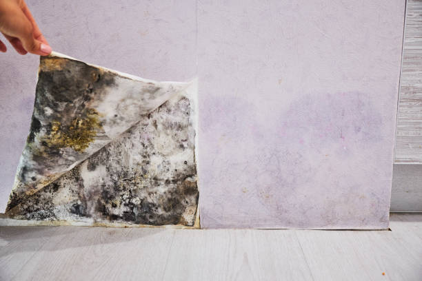 Best Attic Mold Removal  in Ahuimanu, HI